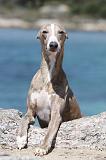 WHIPPET 060